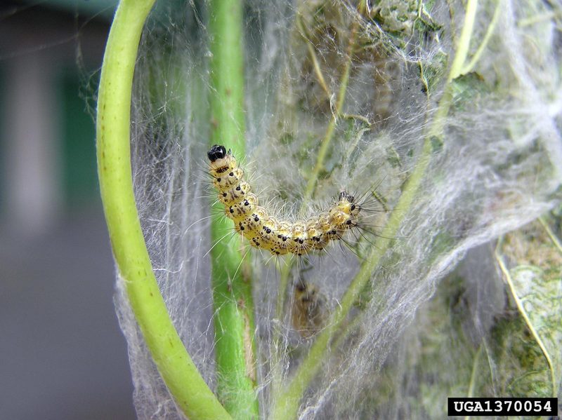 Fall Webworm Moth caterpillars (Hyphantria cunea) {!--미국흰불나방/흰불나방 애벌레-->; DISPLAY FULL IMAGE.