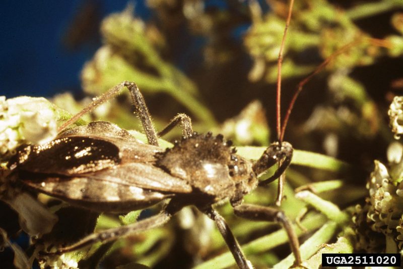 Wheel Bug (Arilus sp.) {!--수레바퀴벌레-->; DISPLAY FULL IMAGE.