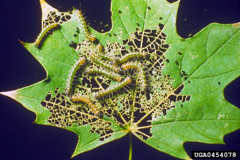 Fall Webworm Moth caterpillars (Hyphantria cunea) {!--미국흰불나방/흰불나방 애벌레-->; DISPLAY FULL IMAGE.