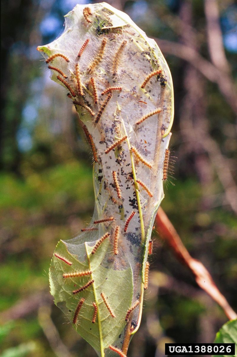 Fall Webworm Moth caterpillars (Hyphantria cunea) {!--미국흰불나방/흰불나방 애벌레-->; DISPLAY FULL IMAGE.