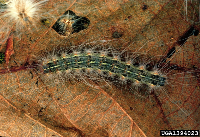 Fall Webworm Moth caterpillar (Hyphantria cunea) {!--미국흰불나방/흰불나방 애벌레-->; DISPLAY FULL IMAGE.