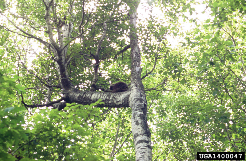 North American Porcupine (Erethizon dorsatum) {!--캐나다호저-->; DISPLAY FULL IMAGE.