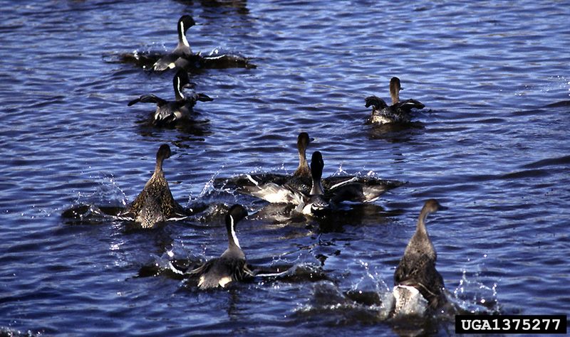 Northern Pintail (Anas acuta) {!--고방오리-->; DISPLAY FULL IMAGE.