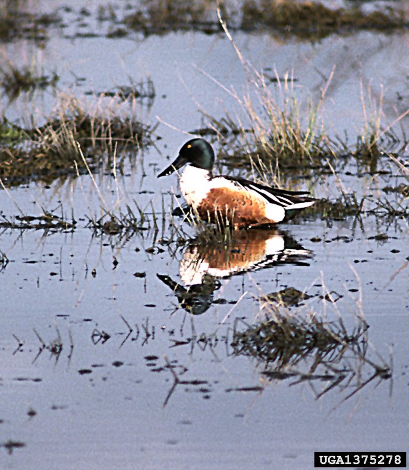 Northern Shoveler (Anas clypeata) {!--넓적부리-->; DISPLAY FULL IMAGE.