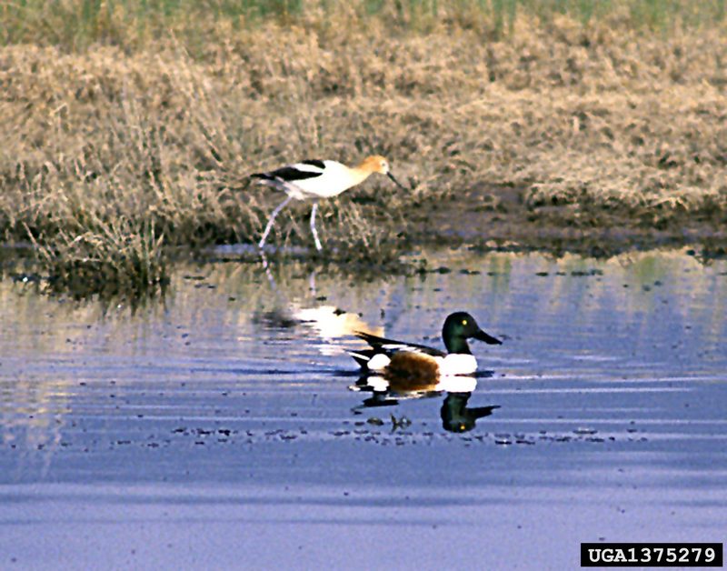 Northern Shoveler (Anas clypeata) {!--넓적부리-->; DISPLAY FULL IMAGE.