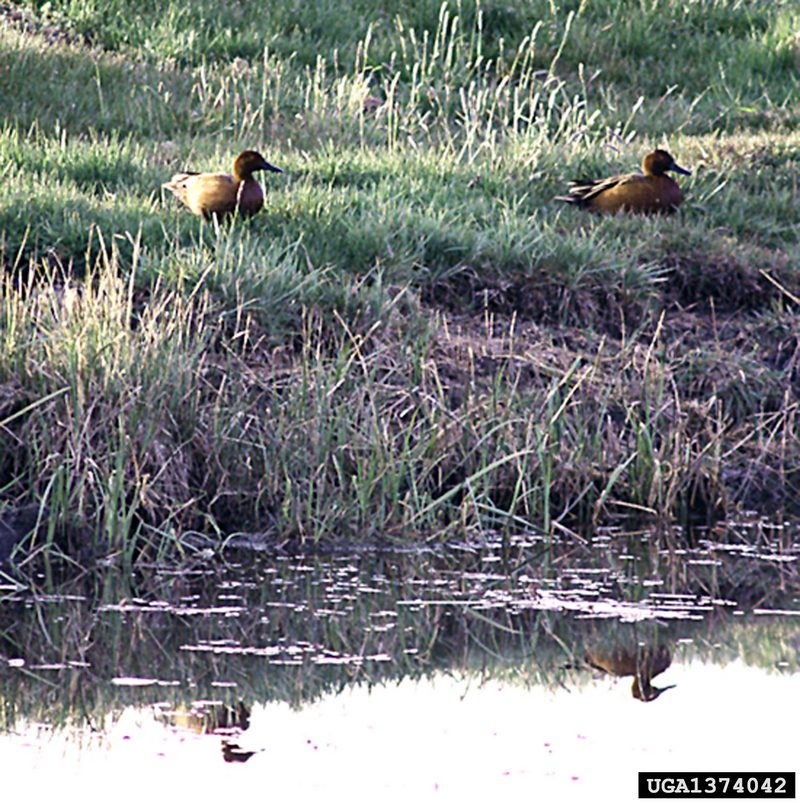 Cinnamon Teal (Anas cyanoptera) {!--붉은쇠오리-->; DISPLAY FULL IMAGE.