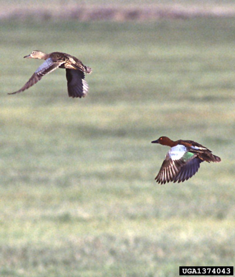 Cinnamon Teal (Anas cyanoptera) {!--붉은쇠오리-->; DISPLAY FULL IMAGE.