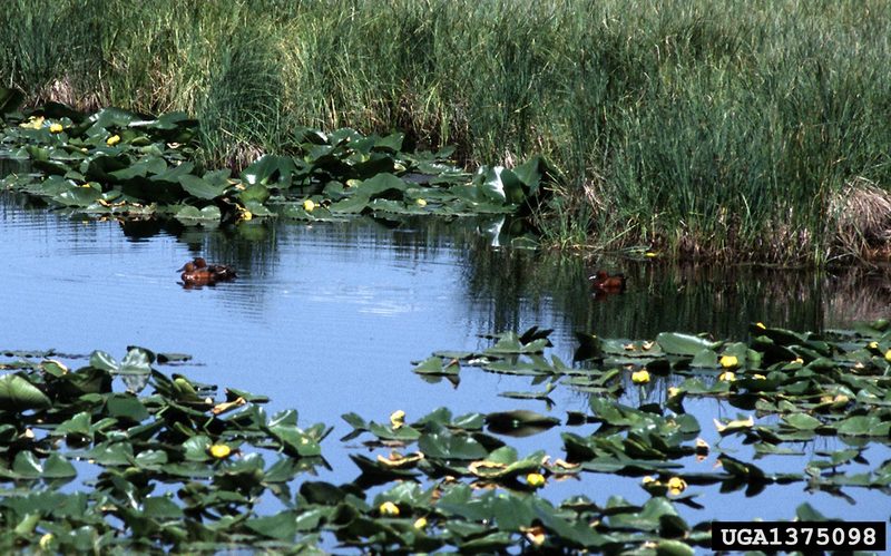 Cinnamon Teal (Anas cyanoptera) {!--붉은쇠오리-->; DISPLAY FULL IMAGE.