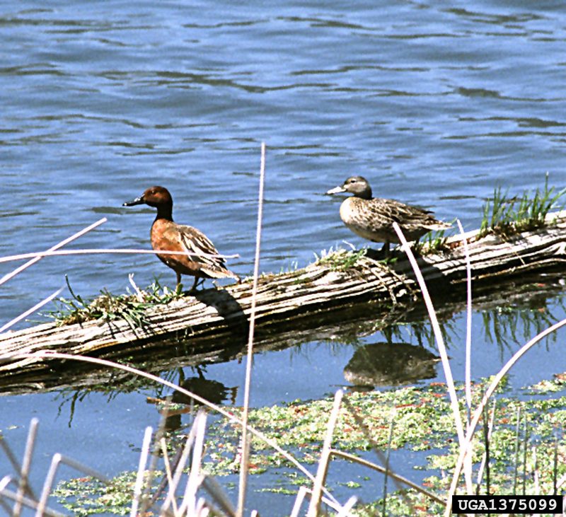 Cinnamon Teal (Anas cyanoptera) {!--붉은쇠오리-->; DISPLAY FULL IMAGE.