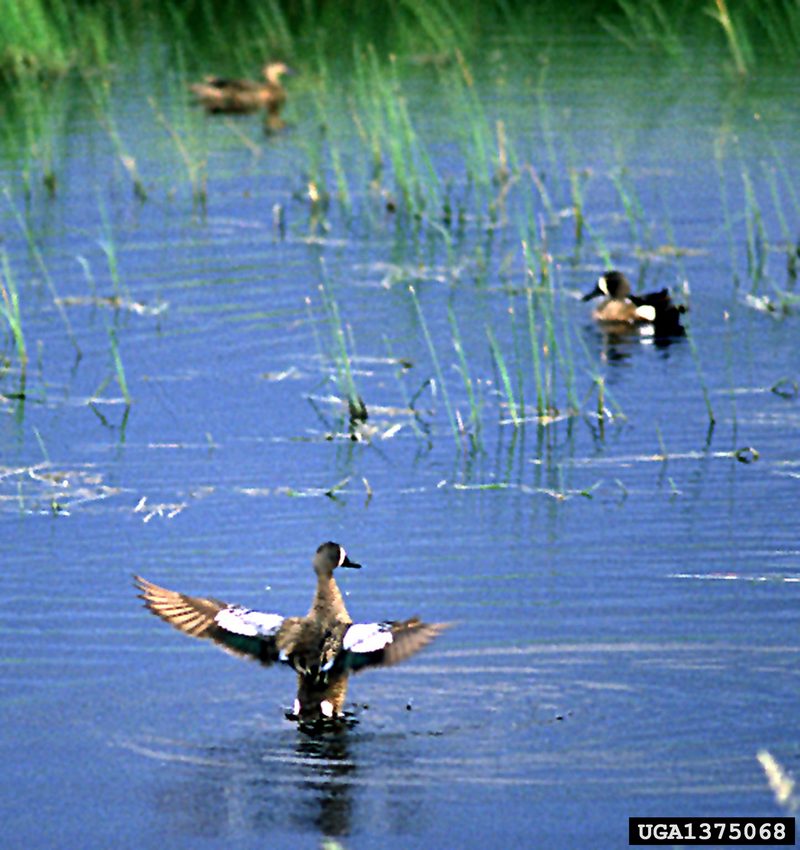 Blue-winged Teal (Anas discors) {!--푸른날개발구지-->; DISPLAY FULL IMAGE.