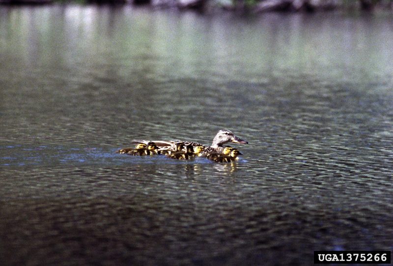 Mallard Ducklings (Anas platyrhynchos) {!--청둥오리-->; DISPLAY FULL IMAGE.