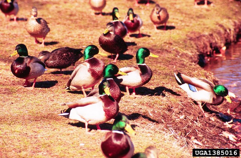 Mallard Ducks (Anas platyrhynchos) {!--청둥오리-->; DISPLAY FULL IMAGE.