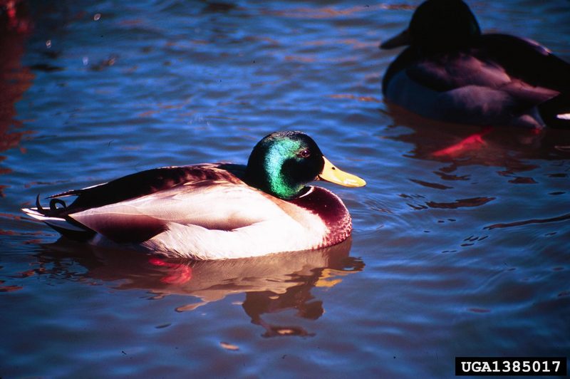 Mallard Drake (Anas platyrhynchos) {!--청둥오리-->; DISPLAY FULL IMAGE.