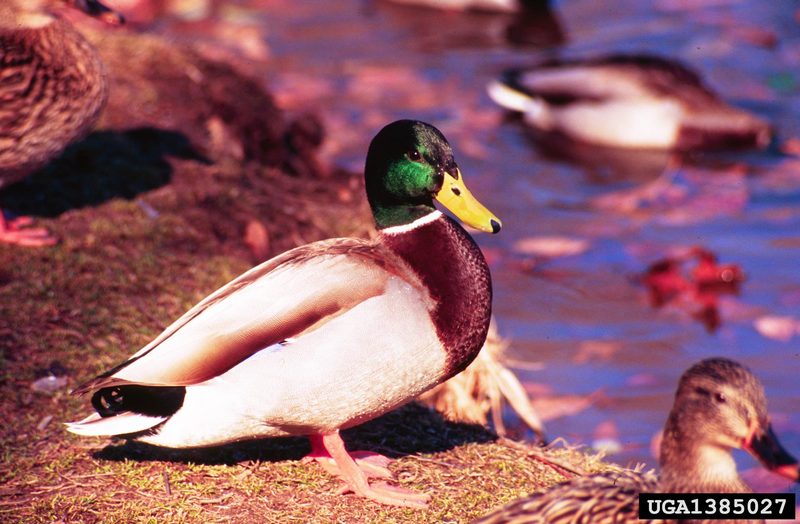 Mallard Drake (Anas platyrhynchos) {!--청둥오리-->; DISPLAY FULL IMAGE.