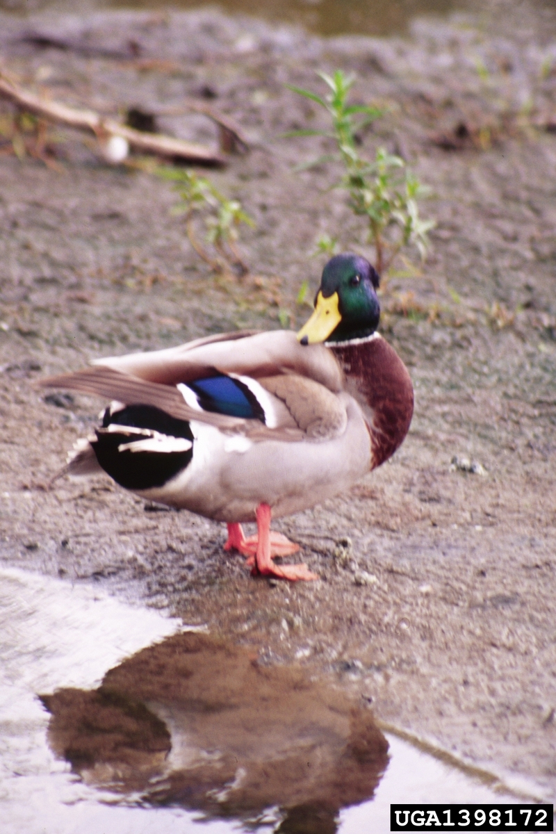 Mallard Drake (Anas platyrhynchos) {!--청둥오리-->; DISPLAY FULL IMAGE.