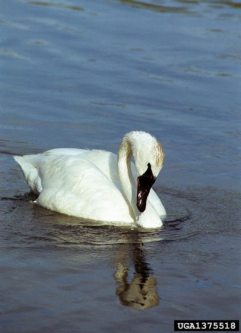 Trumpeter Swan (Cygnus buccinator) {!--나팔수큰고니-->; DISPLAY FULL IMAGE.