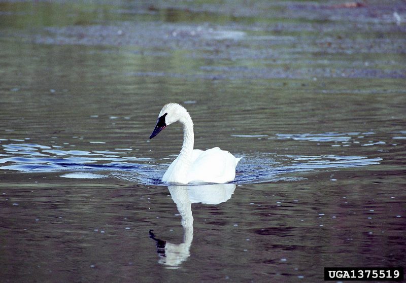 Trumpeter Swan (Cygnus buccinator) {!--나팔수큰고니-->; DISPLAY FULL IMAGE.