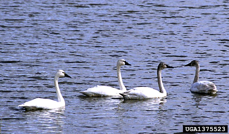 Tundra Swan (Cygnus columbianus) {!--고니-->; DISPLAY FULL IMAGE.