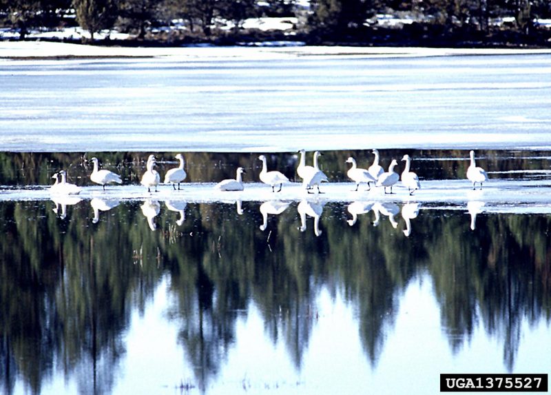 Tundra Swan (Cygnus columbianus) {!--고니-->; DISPLAY FULL IMAGE.