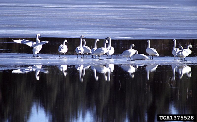 Tundra Swan (Cygnus columbianus) {!--고니-->; DISPLAY FULL IMAGE.