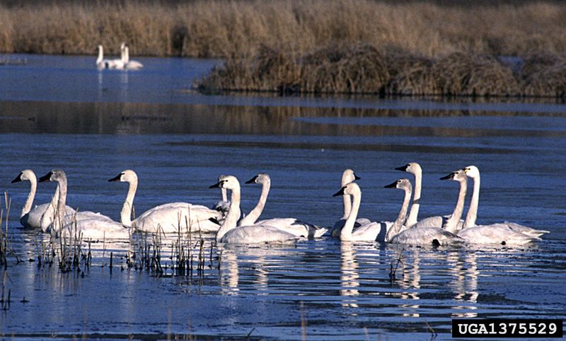 Tundra Swan (Cygnus columbianus) {!--고니-->; DISPLAY FULL IMAGE.