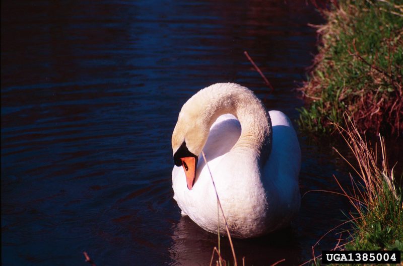 Mute Swan (Cygnus olor) {!--혹고니-->; DISPLAY FULL IMAGE.