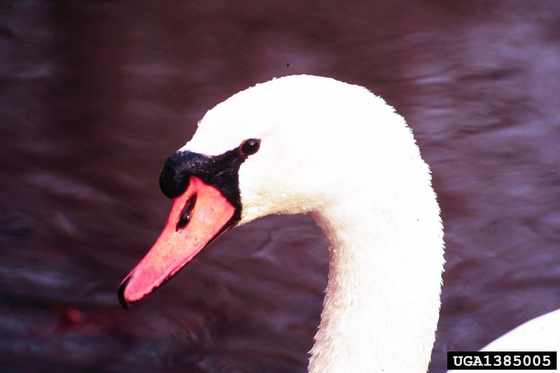 Mute Swan (Cygnus olor) {!--혹고니-->; DISPLAY FULL IMAGE.