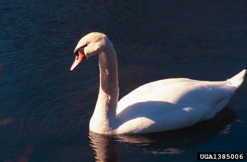 Mute Swan (Cygnus olor) {!--혹고니-->; DISPLAY FULL IMAGE.