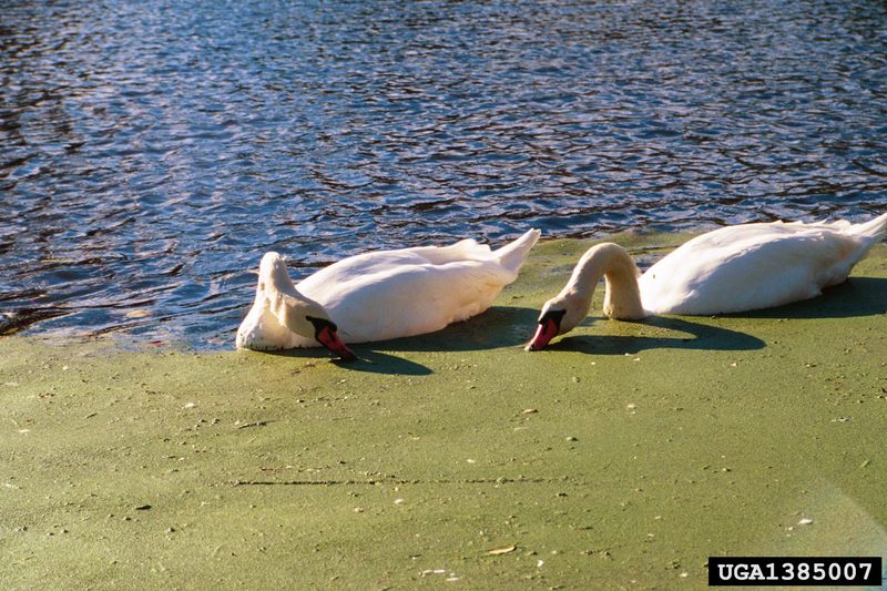 Mute Swan (Cygnus olor) {!--혹고니-->; DISPLAY FULL IMAGE.