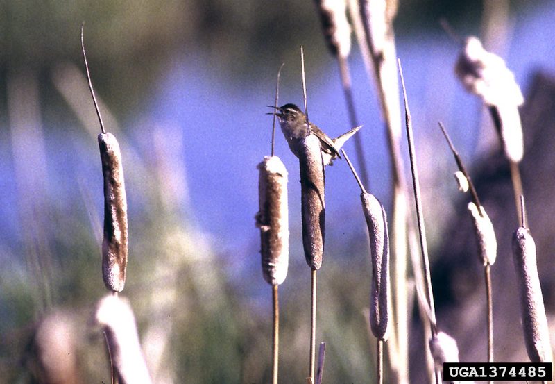 Marsh Wren (Cistothorus palustris) {!--늪굴뚝새-->; DISPLAY FULL IMAGE.