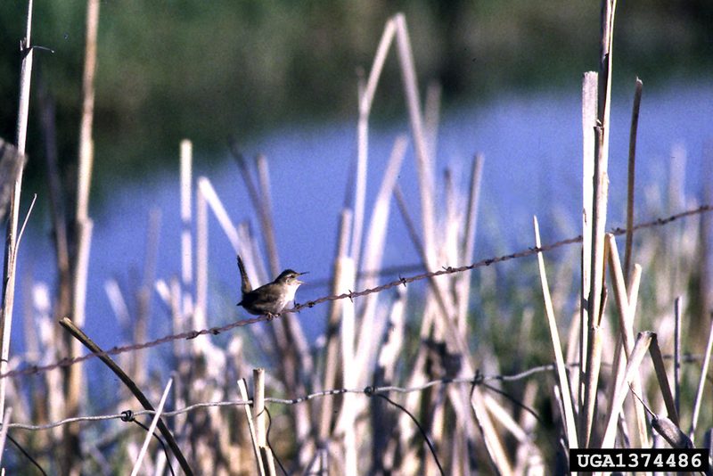 Marsh Wren (Cistothorus palustris) {!--늪굴뚝새-->; DISPLAY FULL IMAGE.