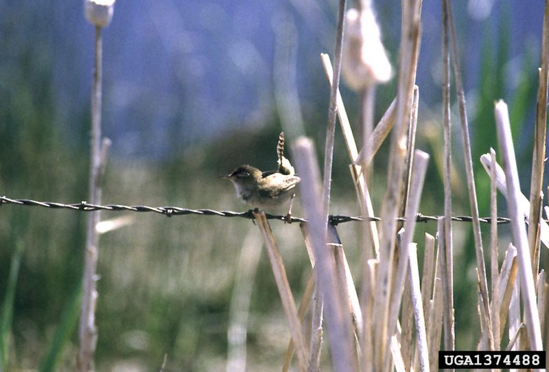 Marsh Wren (Cistothorus palustris) {!--늪굴뚝새-->; DISPLAY FULL IMAGE.