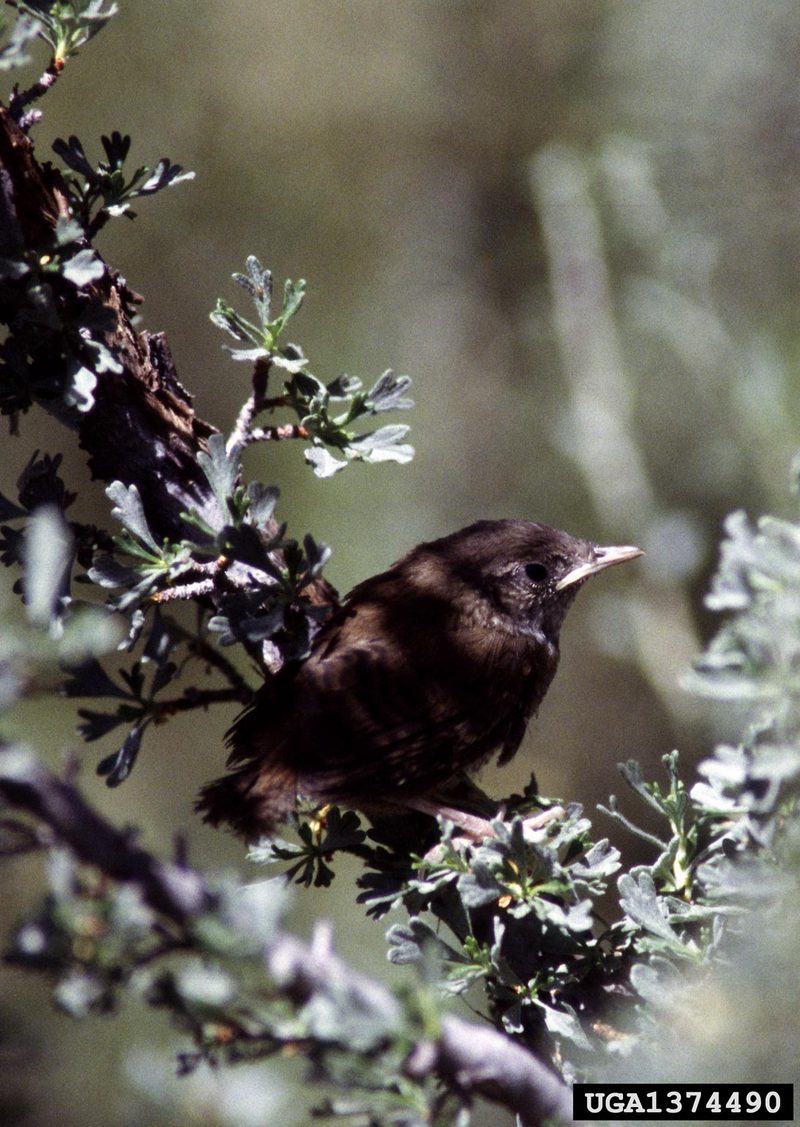 Marsh Wren (Cistothorus palustris) {!--늪굴뚝새-->; DISPLAY FULL IMAGE.