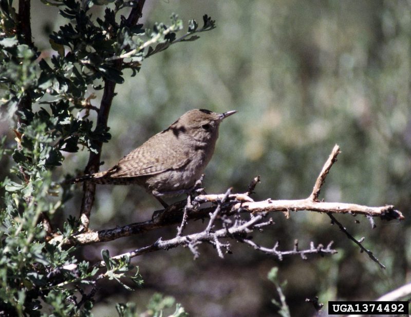 Marsh Wren (Cistothorus palustris) {!--늪굴뚝새-->; DISPLAY FULL IMAGE.