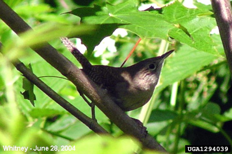 House Wren(Troglodytes aedon) {!--집굴뚝새-->; DISPLAY FULL IMAGE.