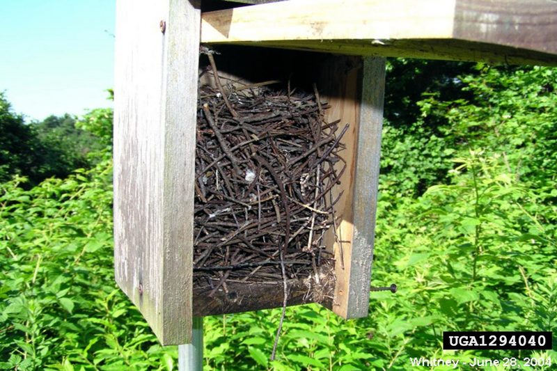 House Wren(Troglodytes aedon) {!--집굴뚝새-->; DISPLAY FULL IMAGE.