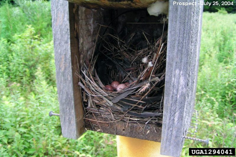 House Wren(Troglodytes aedon) {!--집굴뚝새-->; DISPLAY FULL IMAGE.