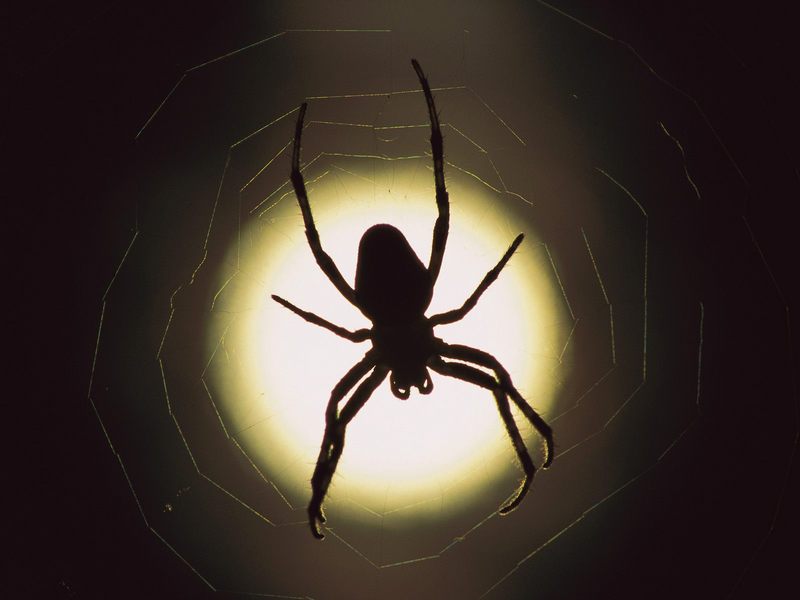 Garden Spider Silhouette; DISPLAY FULL IMAGE.