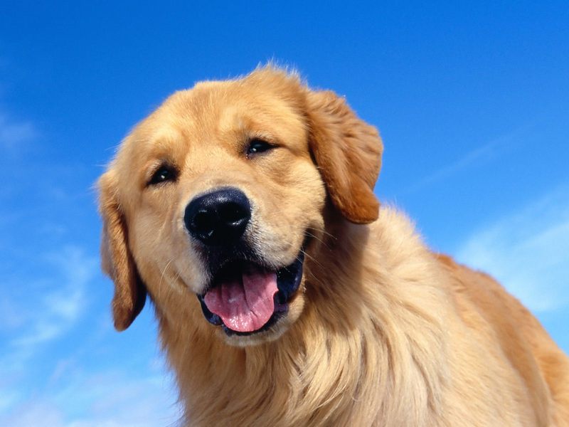 Golden Moment Golden Retriever; DISPLAY FULL IMAGE.