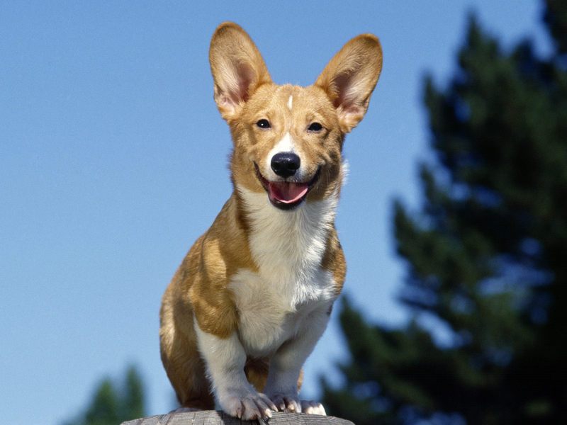 Grinning Corgi; DISPLAY FULL IMAGE.