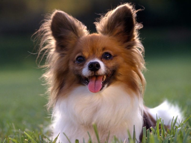 Playful Papillon; DISPLAY FULL IMAGE.