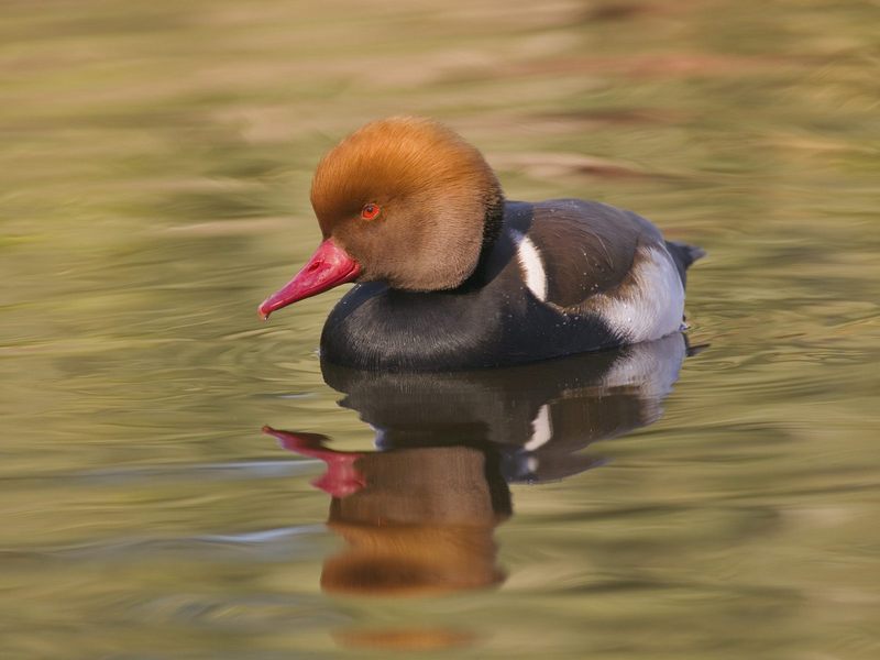 Red-crested Pochard; DISPLAY FULL IMAGE.