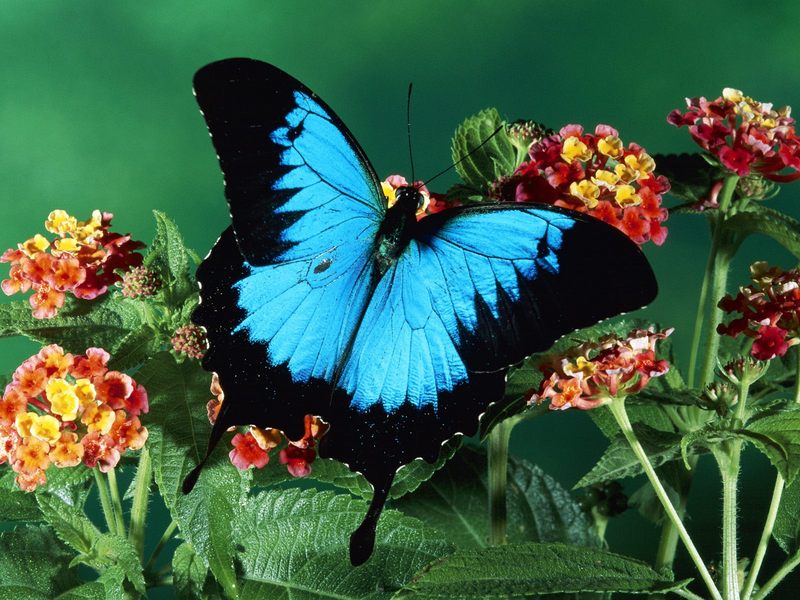 Ulysses Butterfly, Kuranda State Forest, Queensland, Australia; DISPLAY FULL IMAGE.