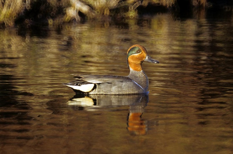 Green-winged Teal (Anas crecca carolinensis) {!--미국쇠오리-->; DISPLAY FULL IMAGE.