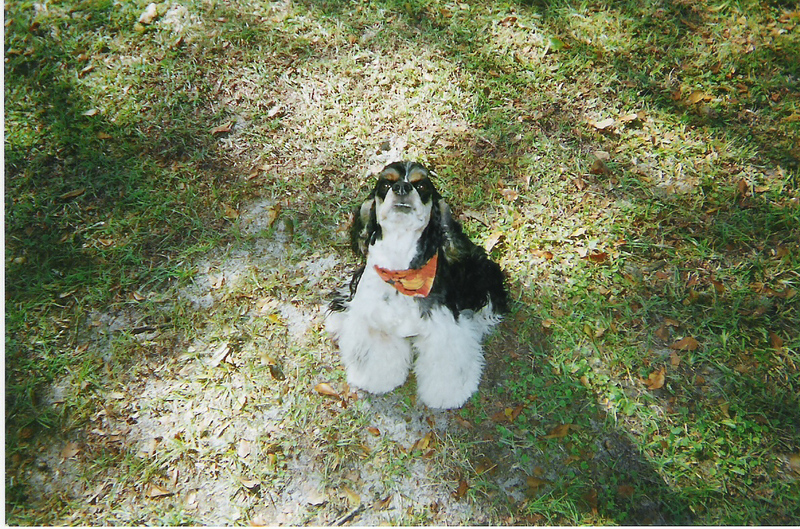 cocker spaniel2; DISPLAY FULL IMAGE.