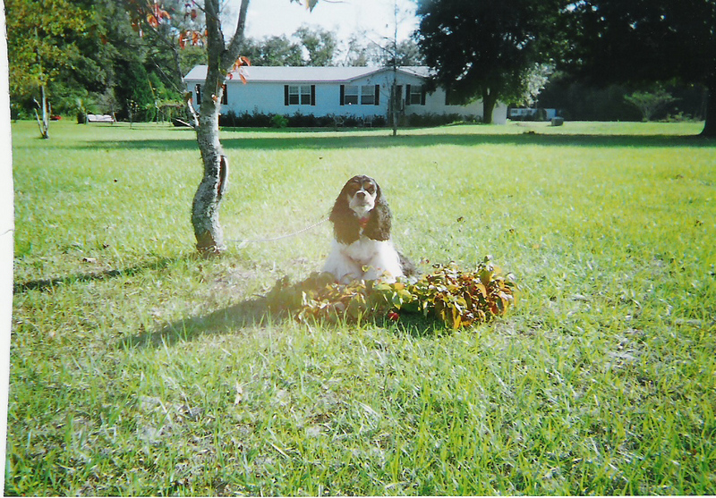 cocker spaniel2; DISPLAY FULL IMAGE.