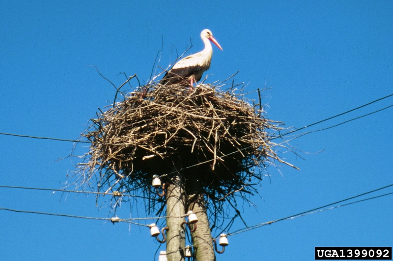 European White Stork (Ciconia ciconia) {!--유럽황새-->; DISPLAY FULL IMAGE.