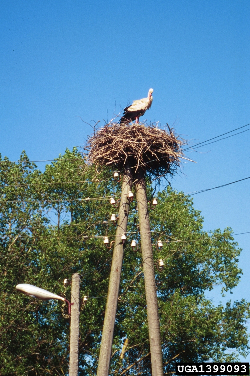 European White Stork (Ciconia ciconia) {!--유럽황새-->; DISPLAY FULL IMAGE.