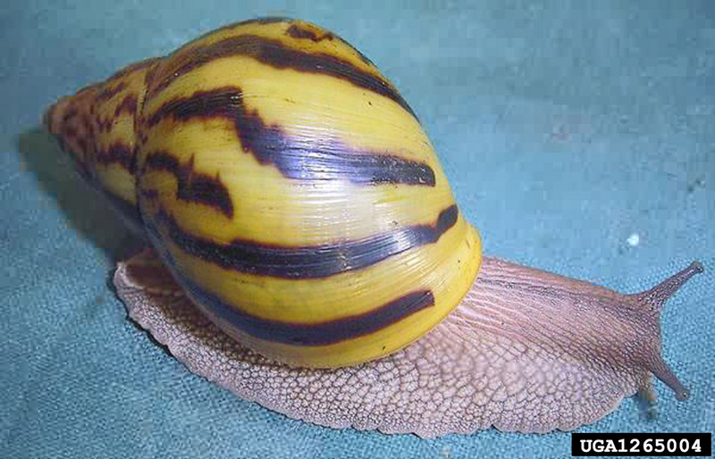 Giant Ghana Tiger Snail (Achatina achatina) {!--아프리카마노달팽이-->; DISPLAY FULL IMAGE.