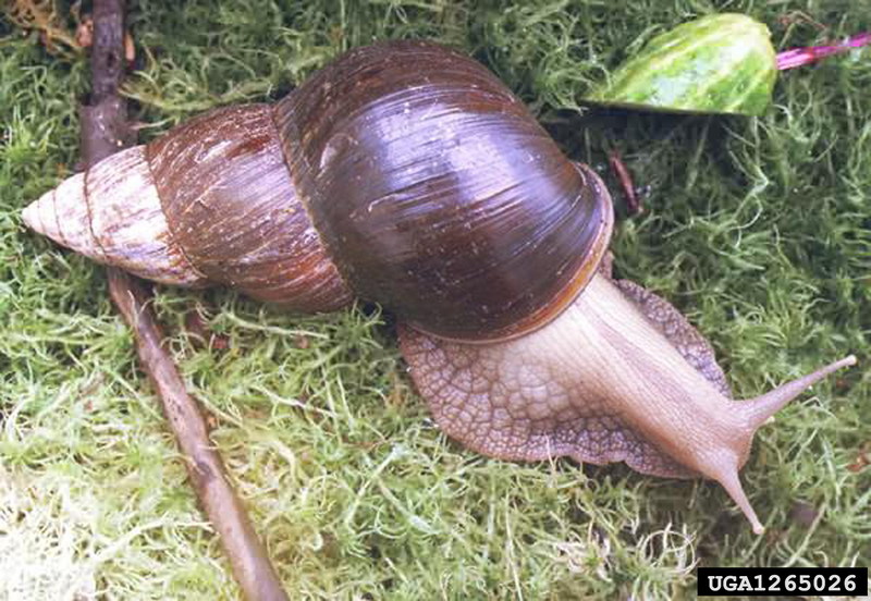 Giant East African Snail (Achatina fulica) {!--아프리카왕달팽이-->; DISPLAY FULL IMAGE.